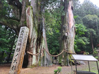 杉の大杉/八坂神社