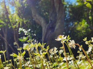 牧野植物園/バイカオウレン